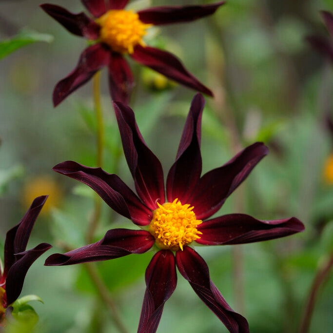 Dahlia Special Verrone's Obsidian 1-pack
